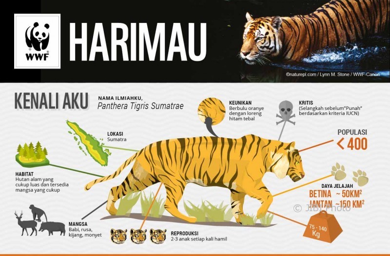 FS-INFOGRAFIC_TIGER_REV_131114_CS5