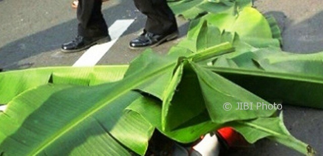 Jasad Lulut Fajarsari, 16, siswi SMKN 1 Bancak ditutup daun pisang setelah dilindas bus di jalur jalan Bringin-Kalimaling, wilayah Desa Rembes, Kecamatan Bringin, Kabupaten Semarang, Jateng, Senin (9/10/2017) sekitar pukul 15.30 WIB. (Facebook.com-Dwi Sriyanto)