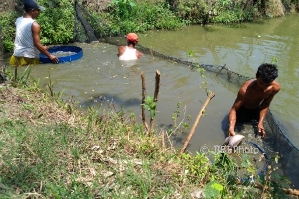 Sejumlah warga memanen ikan gurami di Dusun Sarengan, Srigading, Sanden, Bantul, Jumat (29/9/2017). (Bhekti Suryani/JIBI/Harian Jogja)