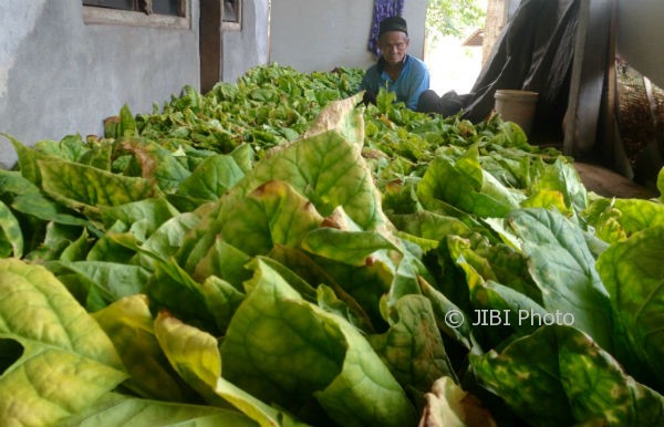 Ketua Kelompok Tani Tembakau Manunggal, Ponidi