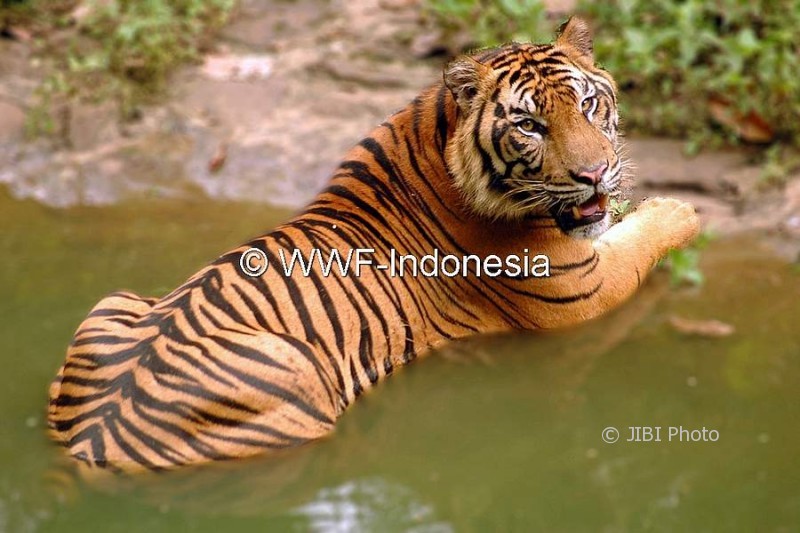 Harimau Sumatra