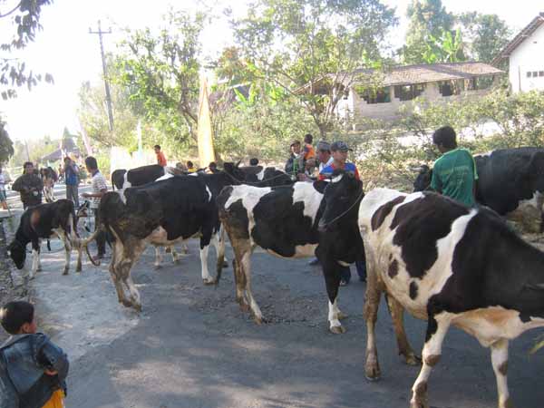 SAPI IKUT BERLEBARAN
