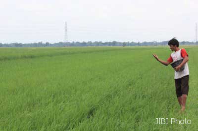 PERTANIAN SEMARANG : Di Semarang, Keong Mas Jadi Pupuk Tanaman…