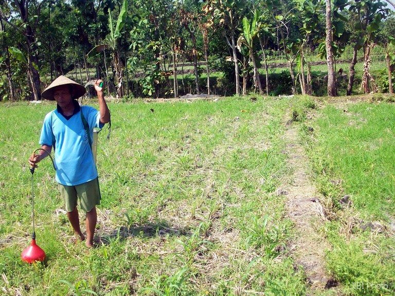 Dinas Pertanian Karanganyar Klaim Belum Ada Kerugian Petani Akibat Kemarau