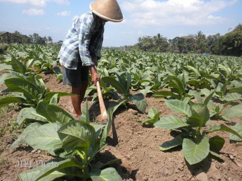 RPP Tembakau Tak Jelas, Harga Anjlok