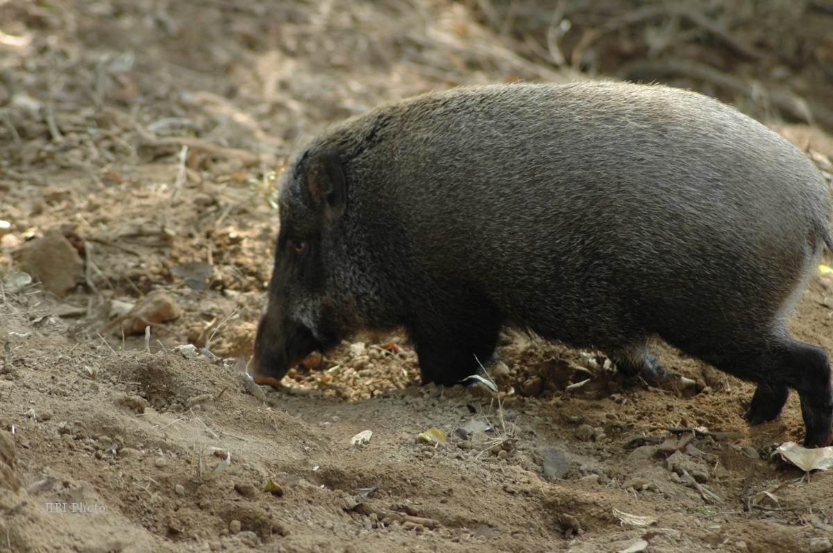 Babi Hutan Masuk Ladang, Warga Giriwoyo Resah