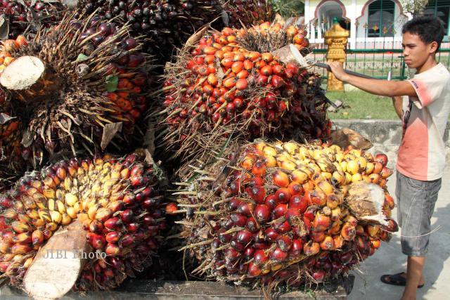 Keran Ekspor Crude Palm Oil (CPO) Dibuka, Asal...