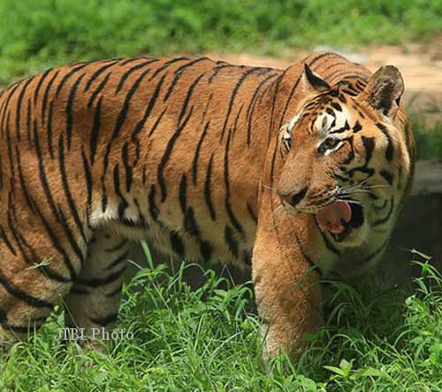 Heboh! Kawanan Harimau Dikabarkan Muncul di Area Sawah Banjarnegara