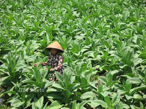 Petani Tembakau di Sleman Tolak Kenaikan Cukai Rokok
