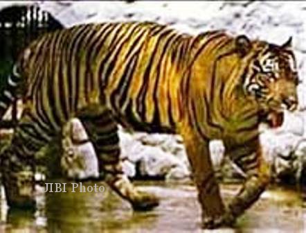 MACAN MERAPI : Harimau Jawa Bikin Waswas Warga Kemalang