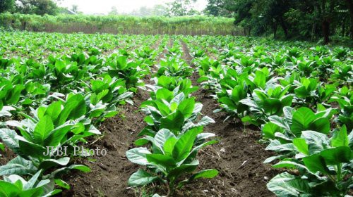 PETANI TEMBAKAU Boyolali Tahan Harga