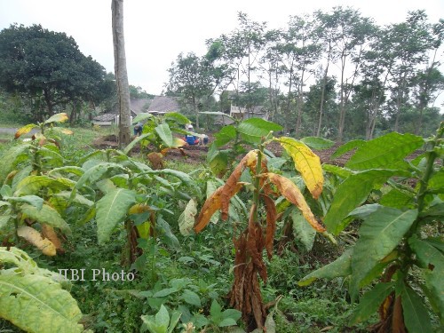 HARGA TEMBAKAU MEROSOT : Petani Enggan Panen