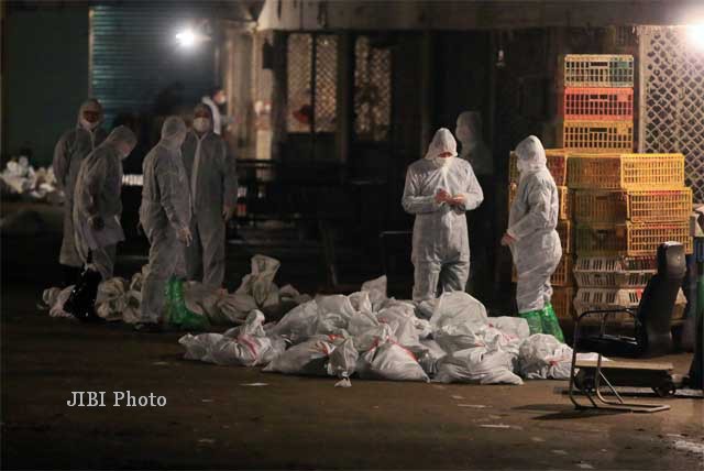 Sejarah Hari Ini: 29 Desember 1997, 1,25 Juta Ayam di Hong Kong Dibunuh