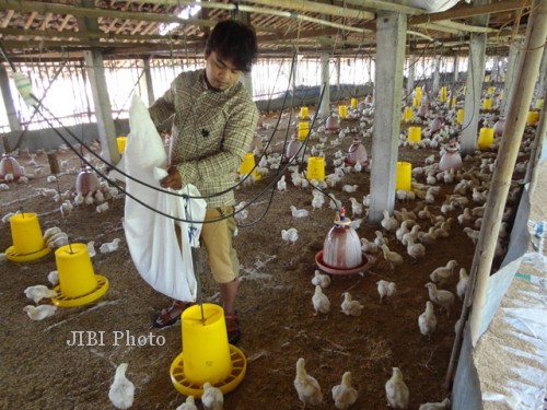 Dolar Menguat, Peternak Ayam Ketir-Ketir
