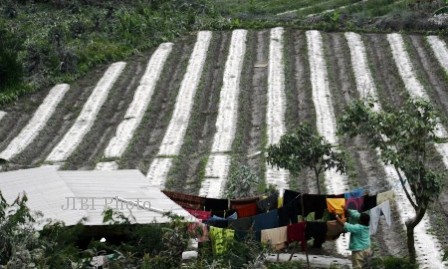 GUNUNG SINABUNG MELETUS : Pemerintah Siapkan Bibit Pengganti Bagi Korban Sinabung