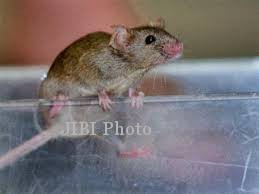 KESEHATAN BOYOLALI : Waspada! Leptospirosis Juga Menjangkiti Ternak di Ngemplak