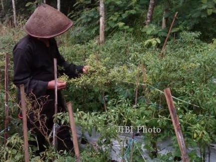 HORTIKULTURA : Harga Jual Sedang Bagus, Petani Cabai Magelang Segera Tanam Benih