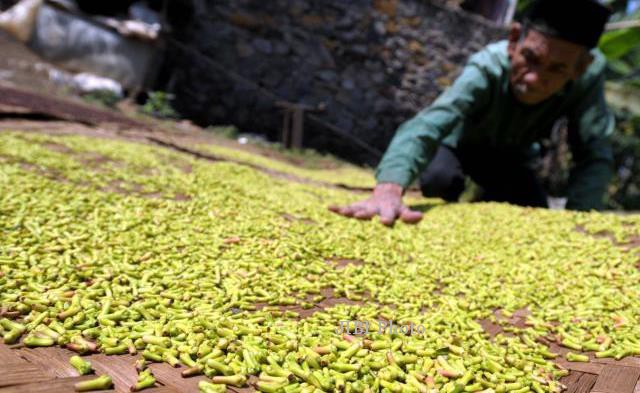 Harga Cengkih Melambung, Pabrik Rokok Terpukul
