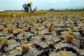 KEKERINGAN KARANGANYAR : Petani Gunakan Mesin Diesel