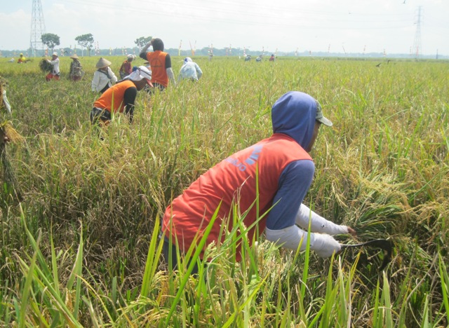 AGENDA PRESIDEN : Jokowi Tak Kunjung Datang, Petani Majasto Panen Duluan