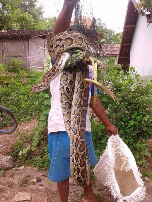Temuan Ular Ponorogo Heboh Ular Raksasa Nyangkut Di Jala