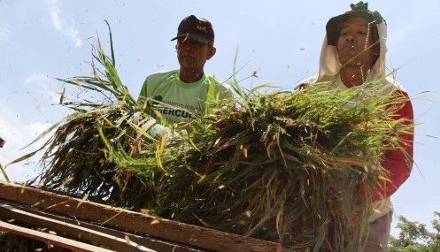 FOTO HARGA KEBUTUHAN POKOK : Masih Ada Petani Panen Padi di Kediri