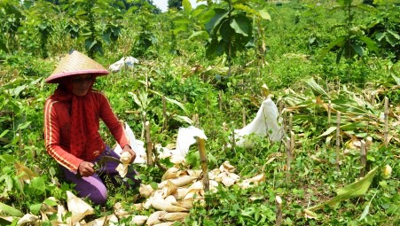 PENIPUAN MADIUN : Waspada! Penipu Berkedok Penawaran Kerja Sama Pertanian Madiun Berkeliaran