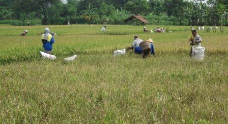 Sejumlah petani di Desa Sengon, Kecamatan Prambanan memanen padi miliknya lebih dini karena terancam serangan hama wereng, Selasa (10/3/2015). Serangan hama itu terjadi sejak sepekan lalu. (Ayu Abriyani K.P/JIBI/Solopos)