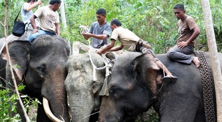 Penyelamatan gajah liar yang terjerat di Aceh, Senin (20/4/2015). (JIBI/Solopos/Antara/Syifa)