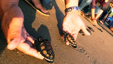 FOTO HEWAN LANGKA : Tukik Mungil Dilepaskan di Pantai Serang