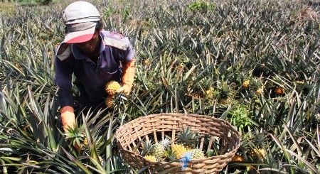 FOTO PERTANIAN KEDIRI : Nanas Kelud Kini Rp1.000/Butir