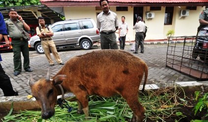 PENJUALAN SATWA : Pelaku Terancam 5 Tahun Penjara & Denda Rp100 juta