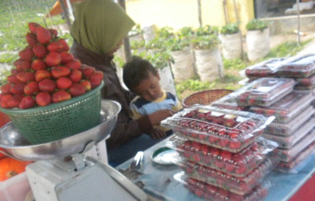 WISATA STROBERI MAGETAN : Inilah Khasiat Buah Stroberi yang Terhampar di Lereng Lawu