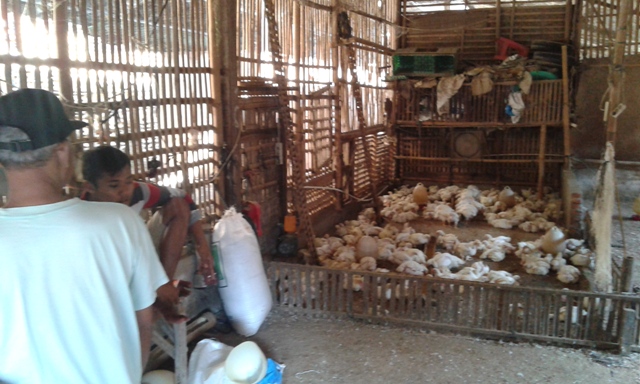 RAMADAN DAN LEBARAN 2015 : Permintaan Naik, Pedagang Lebih Selektif Pilih Ayam dari Peternak