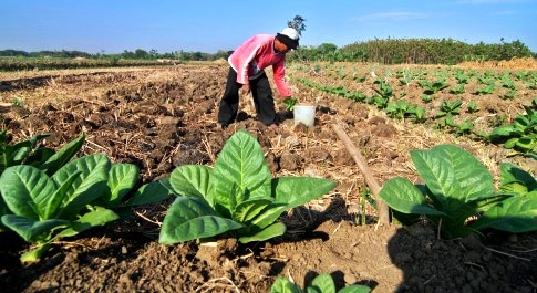 RUU Pertembakauan Dibahas Pansus DPR dengan Pemprov Jateng