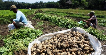 Foto Kacang Tanah Blitar Naik Harga