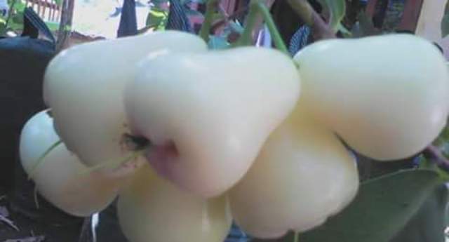 PERTANIAN MADIUN : Warga Dempelan Budidaya Bibit Jambu Madu Dely Hijau, Ini Rupanya…