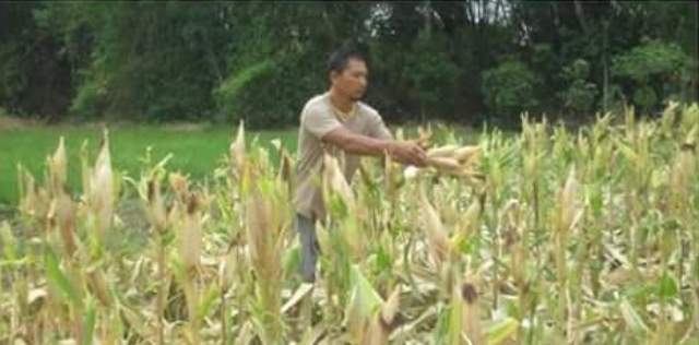 PERTANIAN PONOROGO : Sukses Lewati Kemarau, Harga Jagung di Ponorogo Tinggi