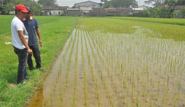PENCEMARAN LINGKUNGAN BOYOLALI : Sawah di Kuwiran Tercemar Limbah Tekstil
