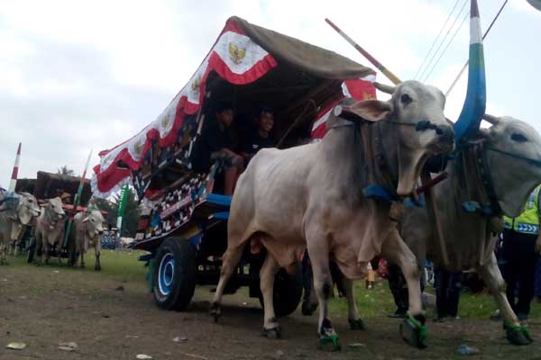 Dari Bajingan hingga Pelikipu, Inilah 5 Istilah Tak Lazim di Soloraya
