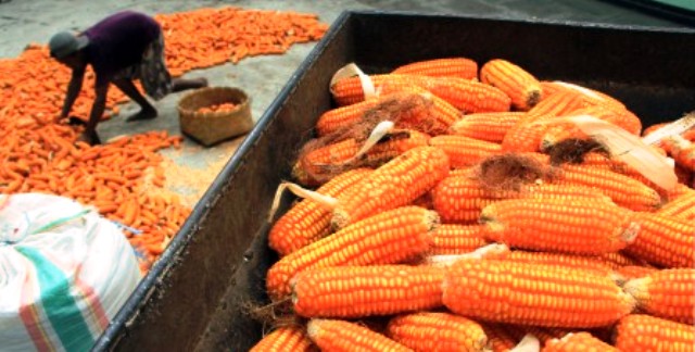 Cek Pabrik Pakan Ternak, Mentan Pastikan Stok Jagung Aman