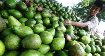 Pedagang buah avokad yang baru saja dipanen di Kota Kediri, Jumat (19/2/2016). (JIBI/Solopos/Antara/Prasetia Fauzani)