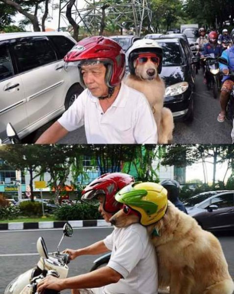 Kisah Unik Foto Anjing Pakai Helm Saat Berkendara Beredar