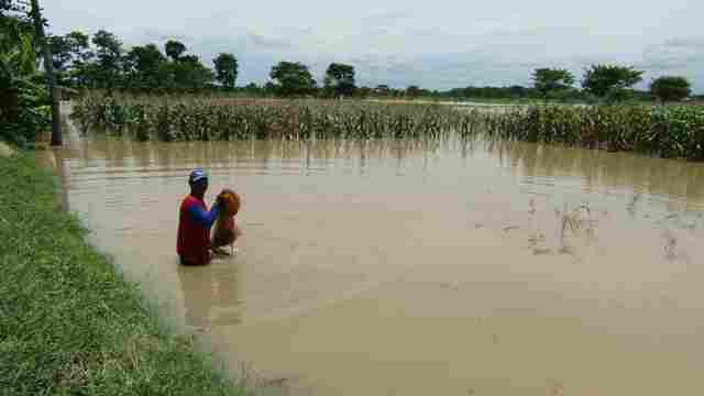 BANJIR SRAGEN : 25 Hektare Padi Desa Bentak Terendam, Panen Hanya 50%
