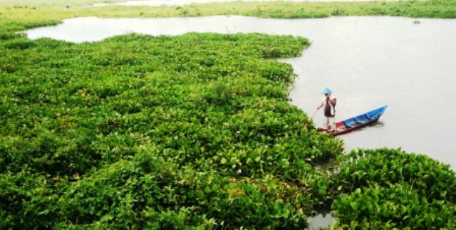 Foto Rawa Pening Tertutup Eceng Gondok