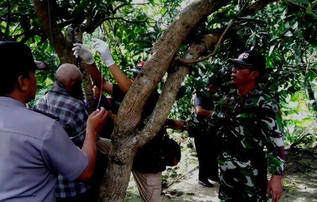 BUNUH DIRI SRAGEN : Minggu Pagi, Kakek Ini Tergantung di Pohon Mangga