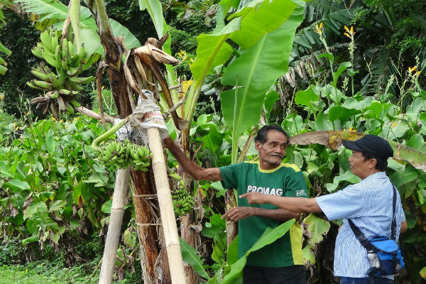 KISAH UNIK : Pohon Pisang Aneh di Galur Tarik Perhatian Warga, Penasaran?