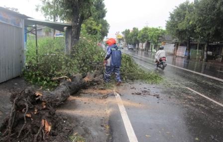 ANGIN KENCANG KARANGANYAR : Lisus Robohkan Baliho dan Pohon di Jl. Adisucipto Colomadu