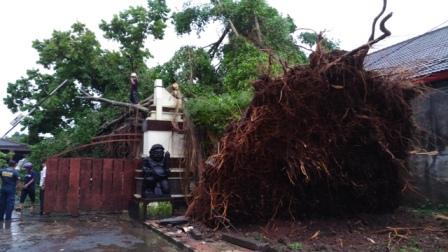 ANGIN KENCANG KARANGANYAR : Pohon Beringin Tua di Depan Rumdin Bupati Tumbang