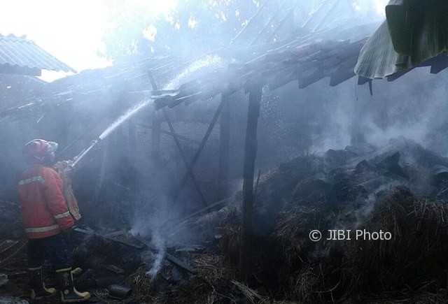 KEBAKARAN SRAGEN : Kandang Sapi Milik Warga Miri Terbakar